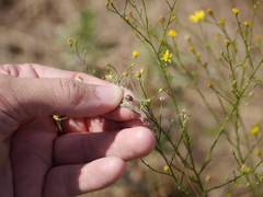 Phylloscelis atra