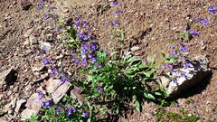Penstemon albertinus