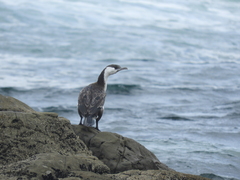 Phalacrocorax fuscescens