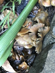 Psilocybe allenii