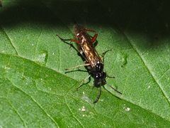 Macrophya chrysura
