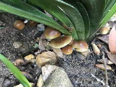 Psilocybe allenii
