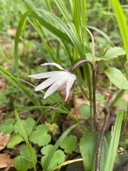 Calypso bulbosa occidentalis