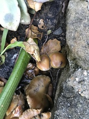 Psilocybe allenii