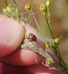 Phylloscelis atra