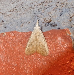 Meganola brunellus