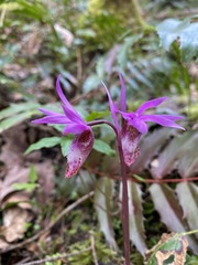 Calypso bulbosa occidentalis