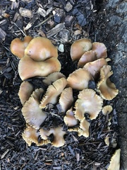 Psilocybe allenii