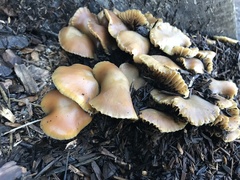 Psilocybe allenii