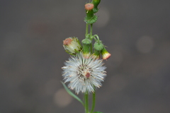 Crassocephalum crepidioides