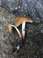 Psilocybe allenii