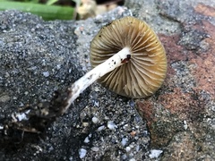Psilocybe allenii