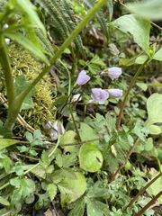 Cardamine nuttallii