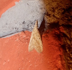 Meganola brunellus