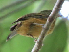 Mionectes oleagineus