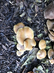 Psilocybe allenii