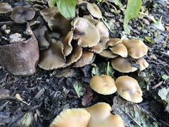 Psilocybe allenii