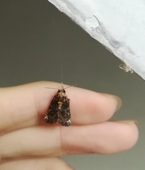 Callopistria leucobasis