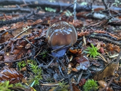 Cortinarius seidliae