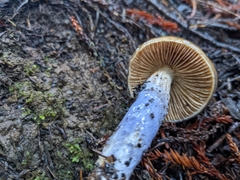 Cortinarius seidliae