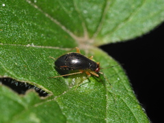 Orthonotus rufifrons