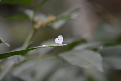 Neopithecops zalmora