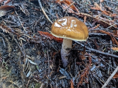 Cortinarius seidliae