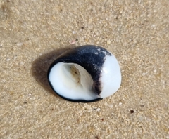 Nerita atramentosa