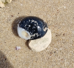 Nerita atramentosa