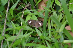 Mycalesis junonia
