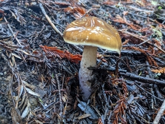 Cortinarius seidliae