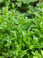 Myosotis sparsiflora
