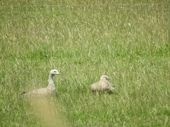 Cereopsis novaehollandiae