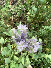 Hydrophyllum occidentale
