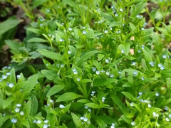 Myosotis sparsiflora