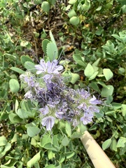 Hydrophyllum occidentale