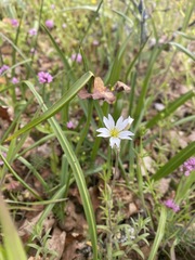 Cerastium arvense