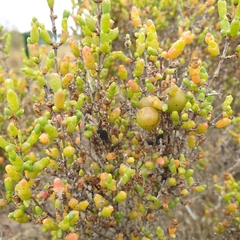 Tecticornia arbuscula