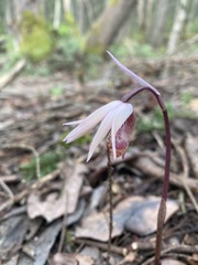 Calypso bulbosa occidentalis