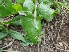 Phytomyza syngenesiae