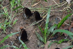 Papilio dravidarum
