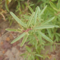 Atriplex paludosa