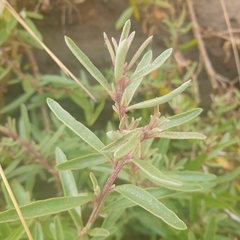 Atriplex paludosa