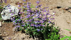 Penstemon albertinus