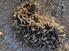 Opuntia basilaris brachyclada