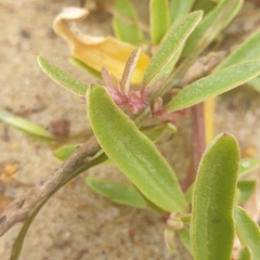 Atriplex paludosa