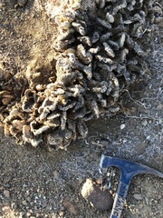 Opuntia basilaris brachyclada