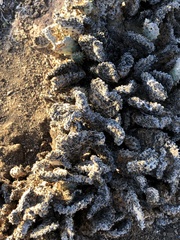 Opuntia basilaris brachyclada