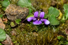 Viola fuscoviolacea
