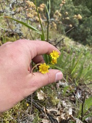 Crocidium multicaule